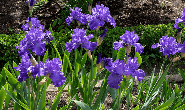 Erinnern Sie sich an diese Blumen? Nehmen Sie an der 15-Fragen-Herausforderung teil! Question 10