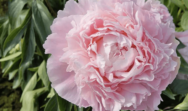 Erinnern Sie sich an diese Blumen? Nehmen Sie an der 15-Fragen-Herausforderung teil! Question 12