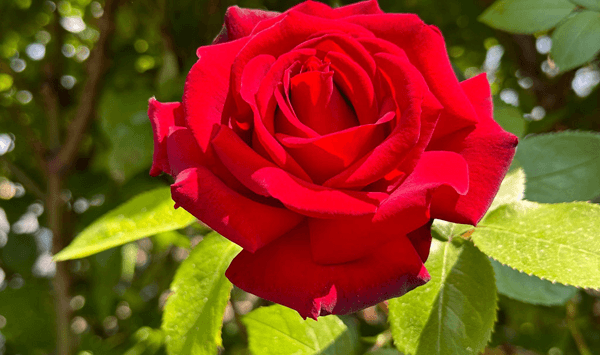 Erinnern Sie sich an diese Blumen? Nehmen Sie an der 15-Fragen-Herausforderung teil! Question 3