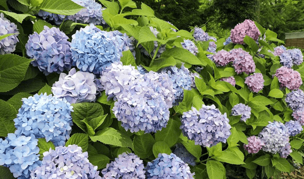Erinnern Sie sich an diese Blumen? Nehmen Sie an der 15-Fragen-Herausforderung teil! Question 7