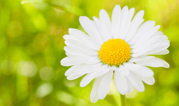 Erinnern Sie sich an diese Blumen? Nehmen Sie an der 15-Fragen-Herausforderung teil! Question 5