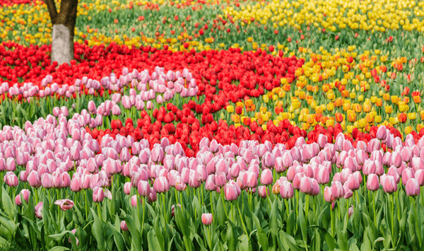 Erinnern Sie sich an diese Blumen? Nehmen Sie an der 15-Fragen-Herausforderung teil! Question 4