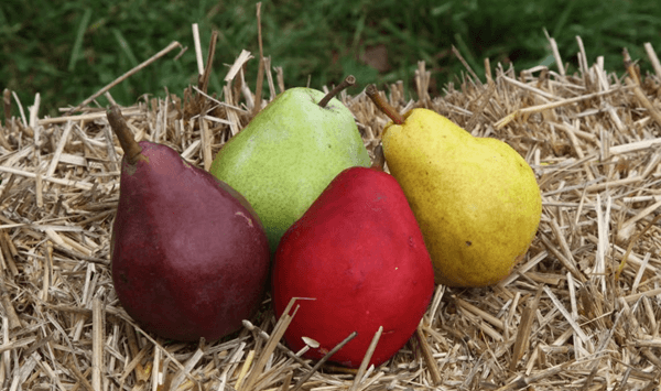 Welche Frucht ist das? Ein 15-Fragen-Quiz zur Fruchterkennung Question 7