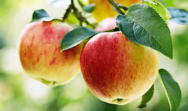 Welche Frucht ist das? Ein 15-Fragen-Quiz zur Fruchterkennung Question 2