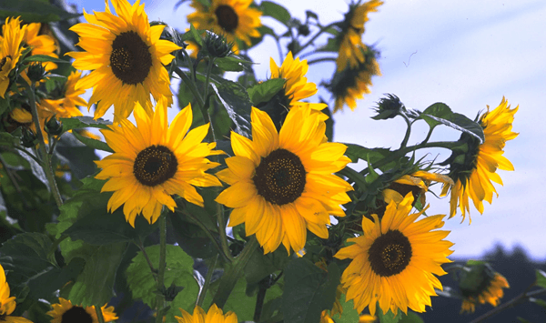 Erinnern Sie sich an diese Blumen? Nehmen Sie an der 15-Fragen-Herausforderung teil! Question 2