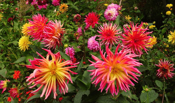 Erinnern Sie sich an diese Blumen? Nehmen Sie an der 15-Fragen-Herausforderung teil! Question 16