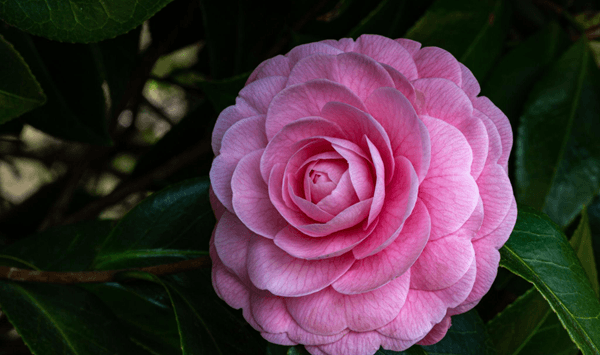 Erinnern Sie sich an diese Blumen? Nehmen Sie an der 15-Fragen-Herausforderung teil! Question 15