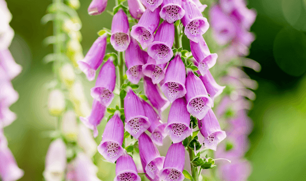 Erinnern Sie sich an diese Blumen? Nehmen Sie an der 15-Fragen-Herausforderung teil! Question 9