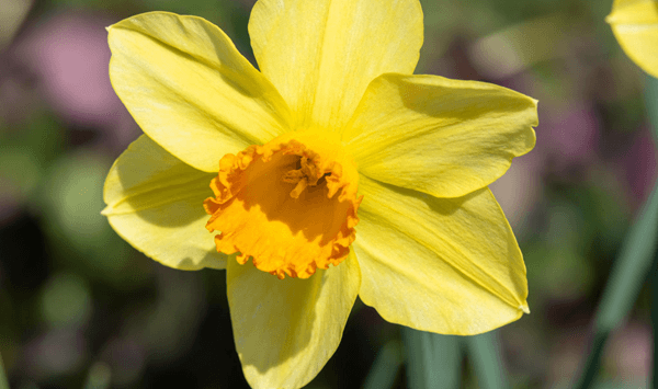 Erinnern Sie sich an diese Blumen? Nehmen Sie an der 15-Fragen-Herausforderung teil! Question 8