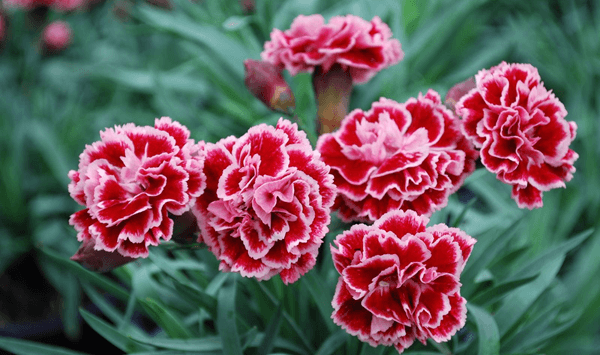 Erinnern Sie sich an diese Blumen? Nehmen Sie an der 15-Fragen-Herausforderung teil! Question 6