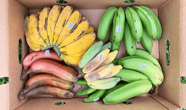 Welche Frucht ist das? Ein 15-Fragen-Quiz zur Fruchterkennung Question 3