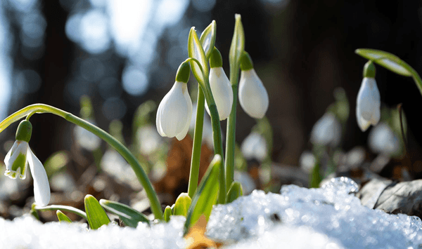 Erinnern Sie sich an diese Blumen? Nehmen Sie an der 15-Fragen-Herausforderung teil! Question 14