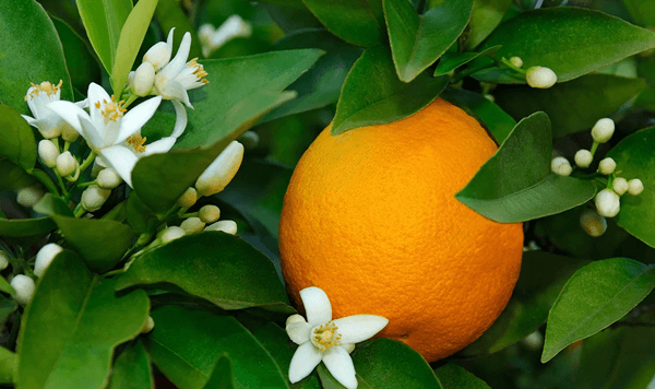 Welche Frucht ist das? Ein 15-Fragen-Quiz zur Fruchterkennung Question 4