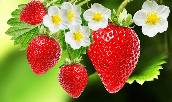 Welche Frucht ist das? Ein 15-Fragen-Quiz zur Fruchterkennung Question 5