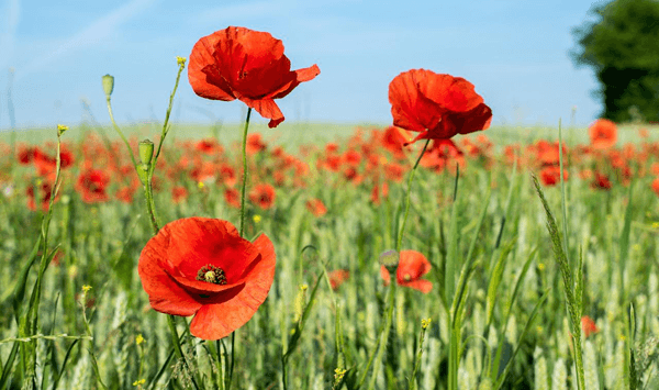 Erinnern Sie sich an diese Blumen? Nehmen Sie an der 15-Fragen-Herausforderung teil! Question 11
